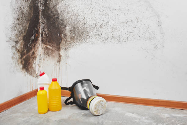 Best Health and Safety Mold Remediation in Gilcrest, CO