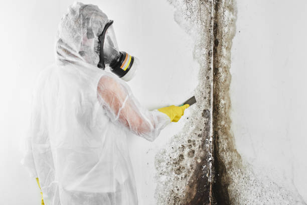 Best Commercial Mold Remediation in Gilcrest, CO