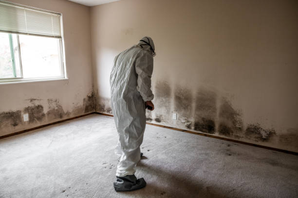 Best Residential Mold Remediation in Gilcrest, CO